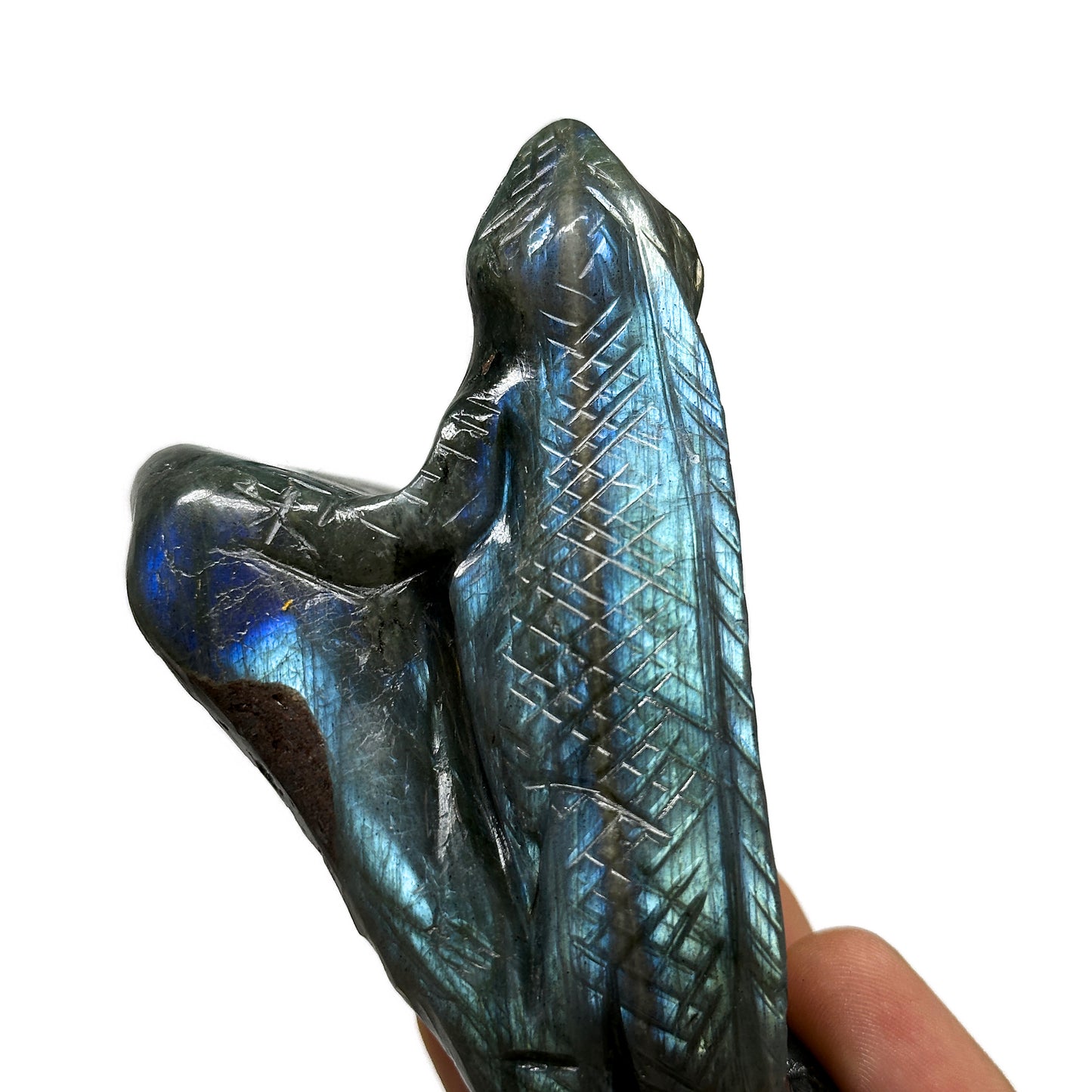 Lizard image 1