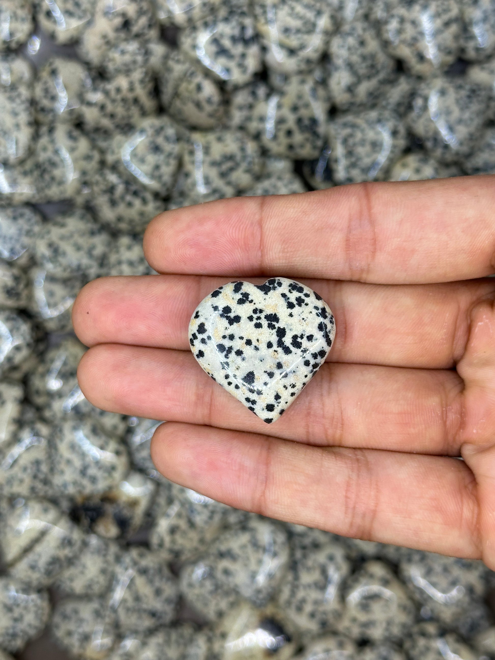Mini Dalmation Jasper Hearts image 0