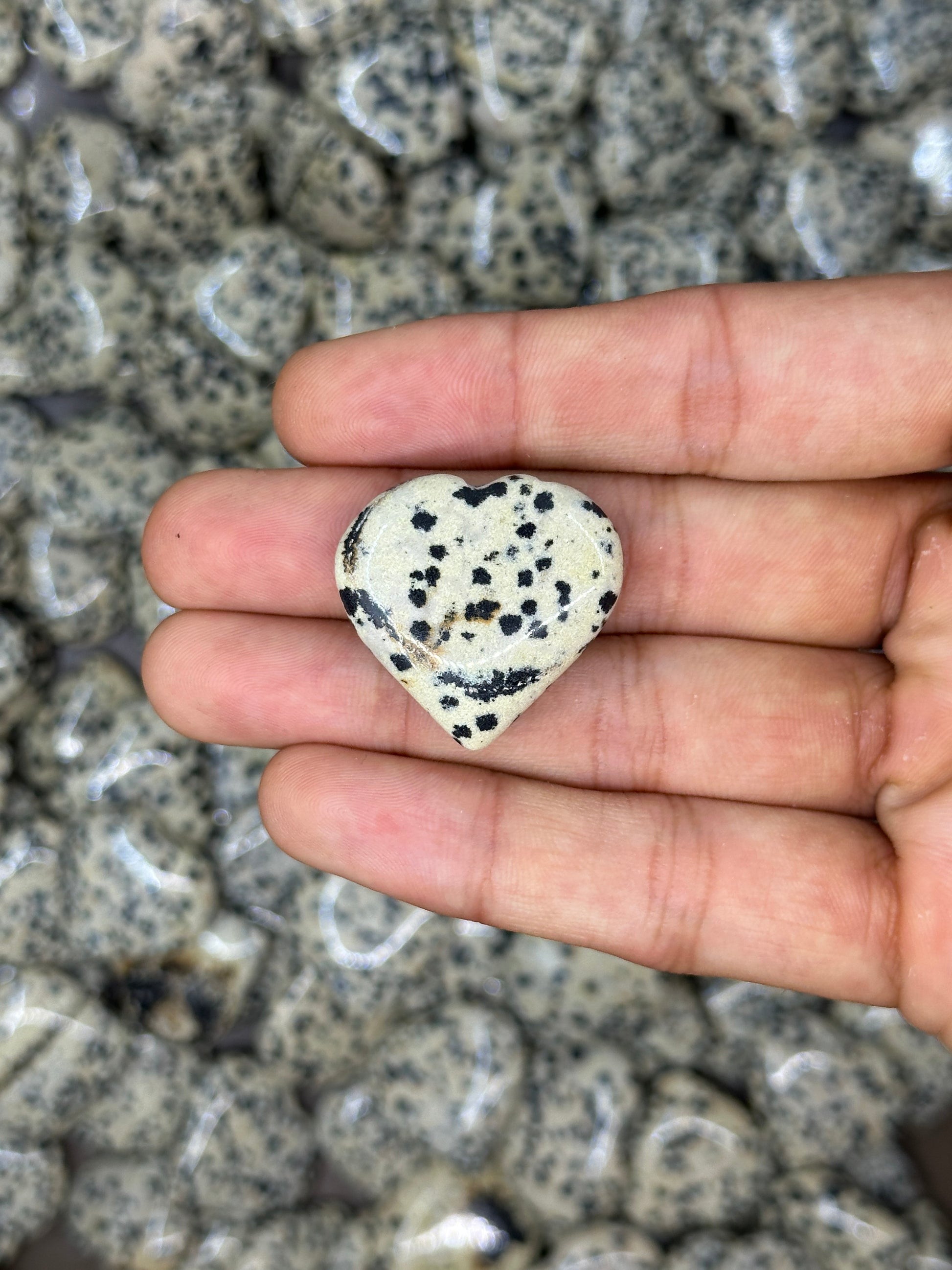 Mini Dalmation Jasper Hearts image 8