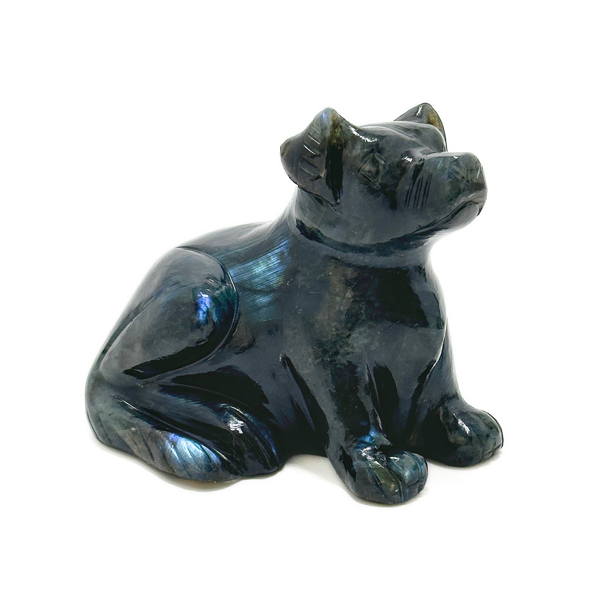 Dog image 0