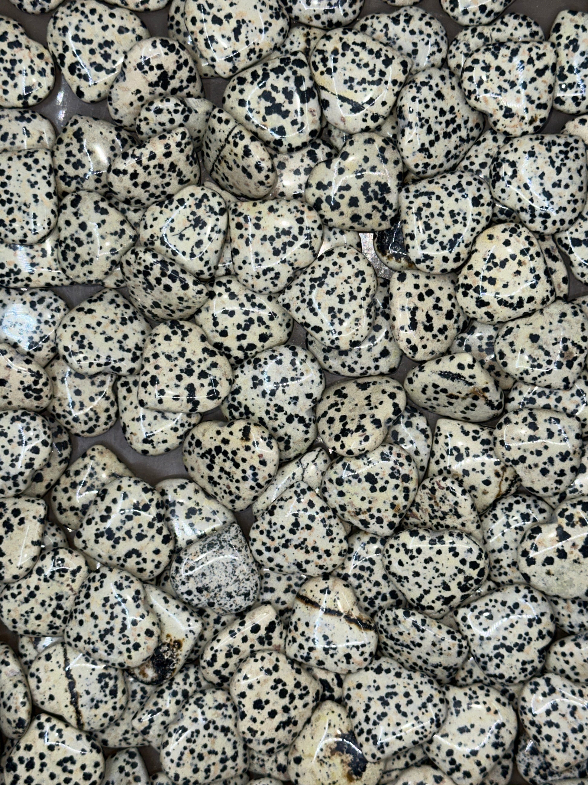Mini Dalmation Jasper Hearts image 3