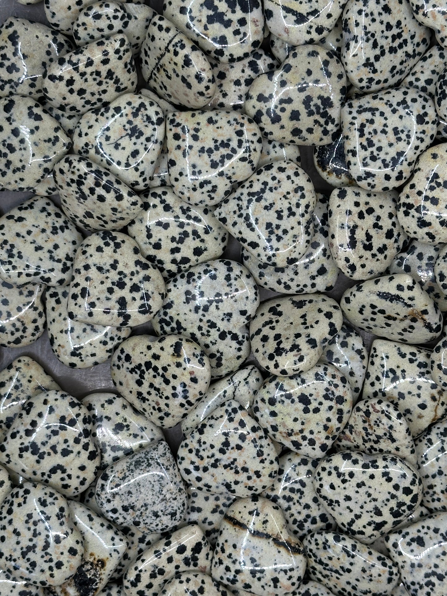 Mini Dalmation Jasper Hearts image 5