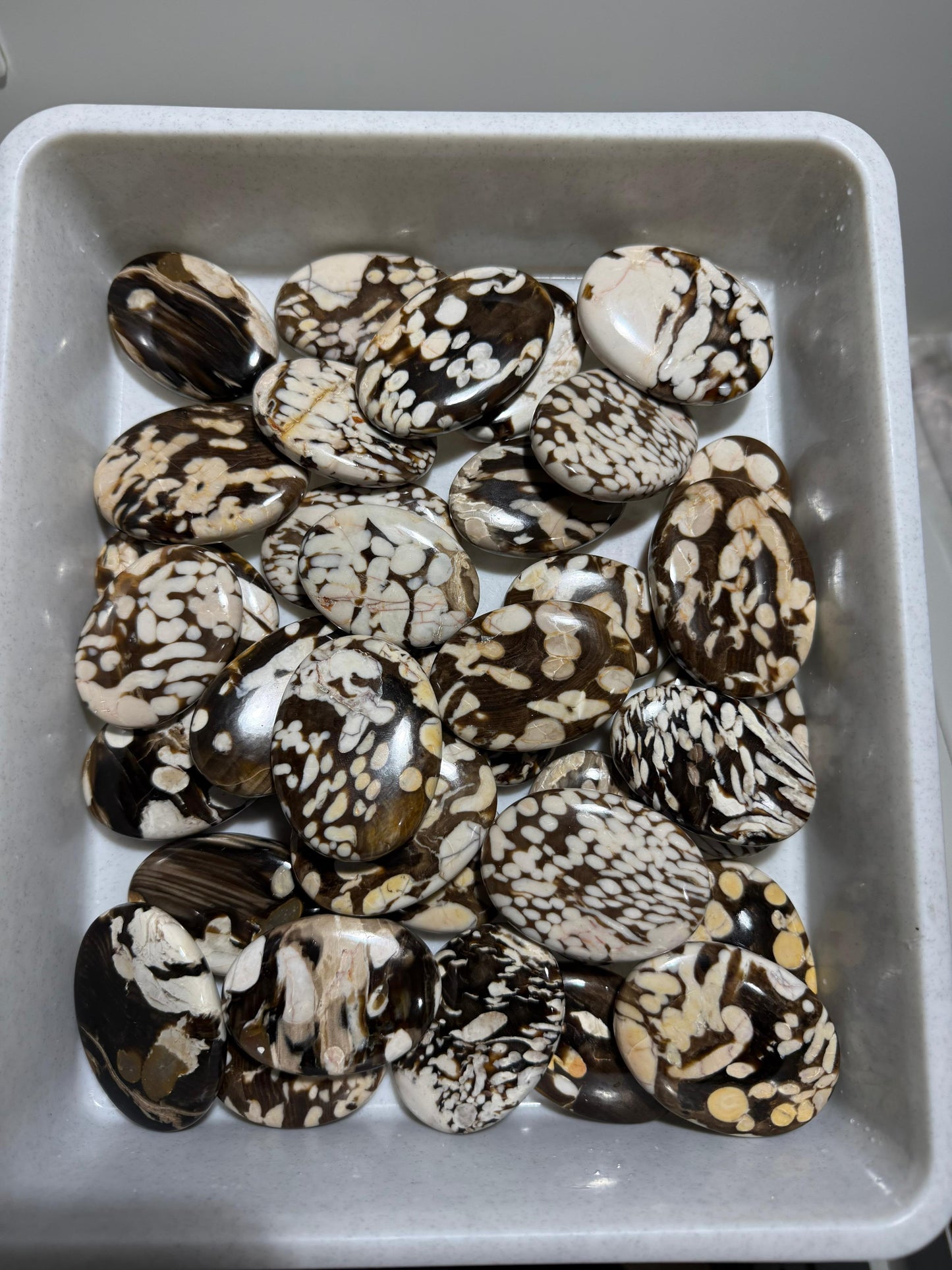 Peanut Wood (Kennedy Ranges, Western Australia) - 17.3 KG lot