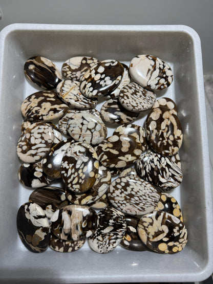 Peanut Wood (Kennedy Ranges, Western Australia) - 17.3 KG lot