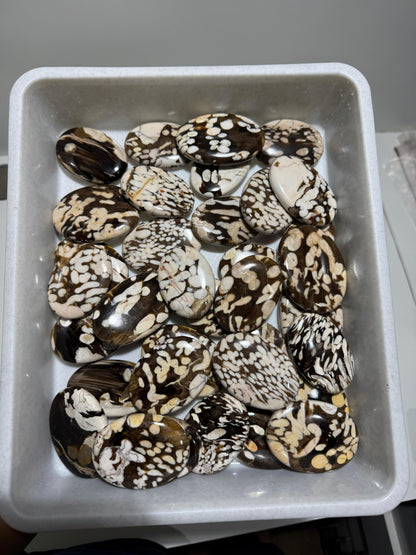 Peanut Wood (Kennedy Ranges, Western Australia) - 17.3 KG lot