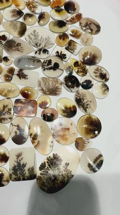 AAA Scenic Dendritic Agate Cabochons Lot