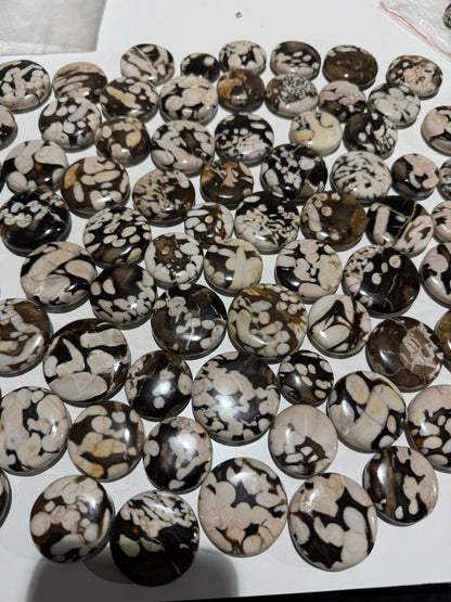 Peanut Wood (Kennedy Ranges, Western Australia) - 17.3 KG lot