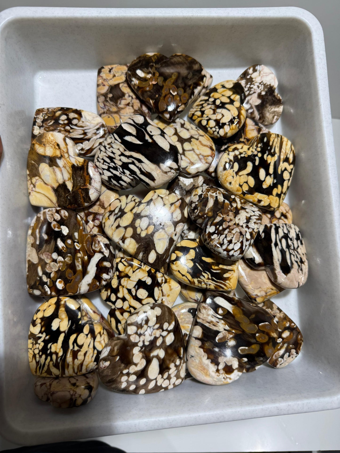 Peanut Wood (Kennedy Ranges, Western Australia) - 17.3 KG lot